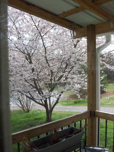 March-29-cherry-tree