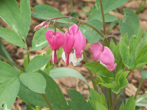 april19th-bleeding-heart