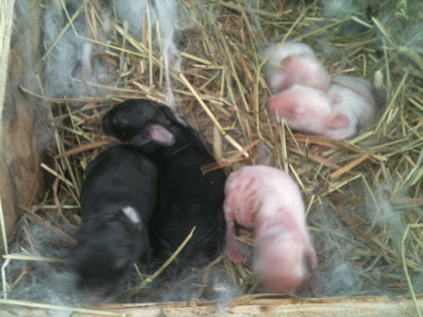 Angora-Bunnies-1-week