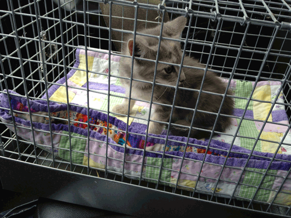 New-kitten-in-rabbit-carrier