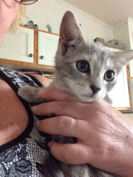 new-kitten1